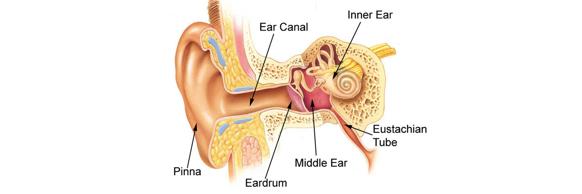 Otolaryngology Surgeries